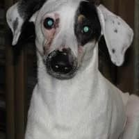 DŻEKII, Mixed Breed (Fundacja Głosem Zwierząt)