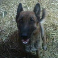 ZORBA, Mixed Breed (Fundacja Głosem Zwierząt)