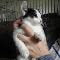 THORIN, Mixed Breed for adoption at Fundacja Głosem Zwierząt, Polska
