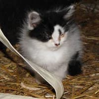 ARWENA, Mixed Breed for adoption at Fundacja Głosem Zwierząt, Polska