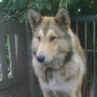 FARI, Mixed Breed (Fundacja Głosem Zwierząt)