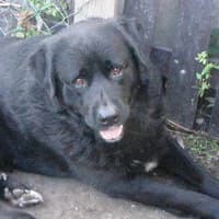 MORIZ, Mixed Breed (Fundacja Głosem Zwierząt)