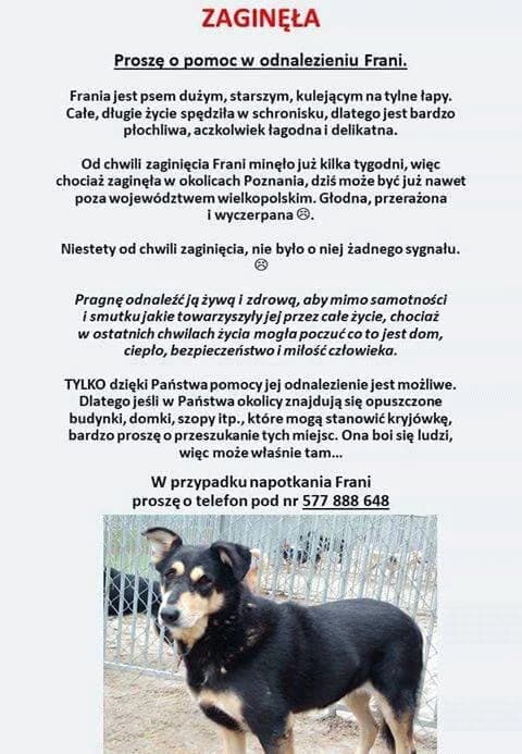 FRANIA,  Mixed Breed for adoption at Fundacja Głosem Zwierząt, Polska