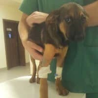 KANDY, Mixed Breed (Fundacja Głosem Zwierząt)