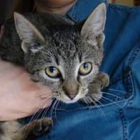 MYSZKIN,  Mixed Breed for adoption at Fundacja Głosem Zwierząt, Polska