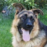 CZARI, Mixed Breed (Fundacja Głosem Zwierząt)