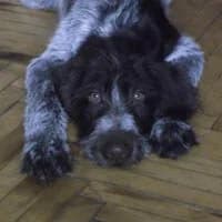 CEZAREK, Mixed Breed (Fundacja Głosem Zwierząt)