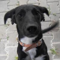PEPSI, Mixed Breed (Fundacja Głosem Zwierząt)