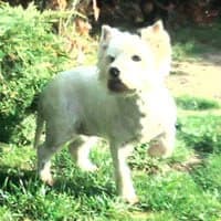 AYRA, Mixed Breed (Fundacja Głosem Zwierząt)