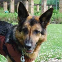 TORKA, Mixed Breed (Fundacja Głosem Zwierząt)