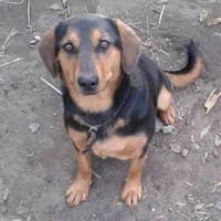 ATOSOWA, Mixed Breed (Fundacja Głosem Zwierząt)