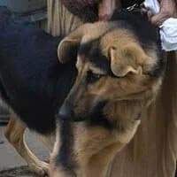 LUI, Mixed Breed (Fundacja Głosem Zwierząt)