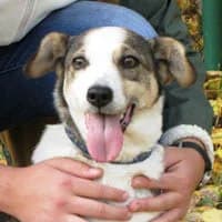 TOŚKA, Mixed Breed (Fundacja Głosem Zwierząt)