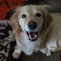 PEPPA, Mixed Breed (Fundacja Głosem Zwierząt)
