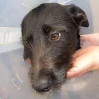 SURIA, Mixed Breed (Fundacja Głosem Zwierząt)