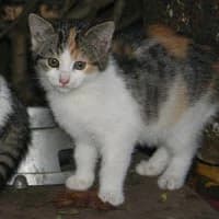 ESMI, female Mixed Breed for adoption at Fundacja Głosem Zwierząt, Polska