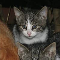ERNI, female Mixed Breed for adoption at Fundacja Głosem Zwierząt, Polska