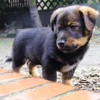 HIPS, Mixed Breed (Fundacja Głosem Zwierząt)