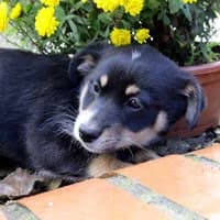 HASIA, Mixed Breed (Fundacja Głosem Zwierząt)