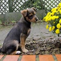 HAIDI, Mixed Breed (Fundacja Głosem Zwierząt)