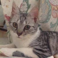 SILVER, female Mixed Breed for adoption at Fundacja Głosem Zwierząt, Polska