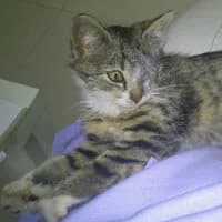 CELINKA,  Mixed Breed for adoption at Fundacja Głosem Zwierząt, Polska
