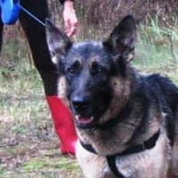 HERBA, Mixed Breed (Fundacja Głosem Zwierząt)