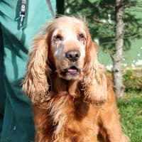 ARGON, Mixed Breed (Fundacja Głosem Zwierząt)