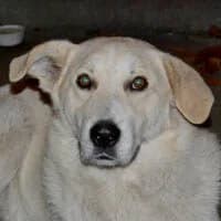 COCODILO, Mixed Breed (Fundacja Głosem Zwierząt)