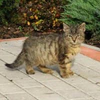 TRABANCIK,  Mixed Breed for adoption at Fundacja Głosem Zwierząt, Polska