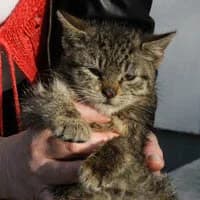 TOSIEK,  Mixed Breed for adoption at Fundacja Głosem Zwierząt, Polska