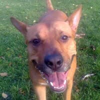 KOKOS, Mixed Breed (Fundacja Głosem Zwierząt)