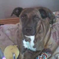 TAIFUN, Mixed Breed (Fundacja Głosem Zwierząt)