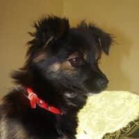 SISI, Mixed Breed (Fundacja Głosem Zwierząt)