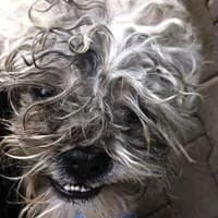 STICH, Mixed Breed (Fundacja Głosem Zwierząt)