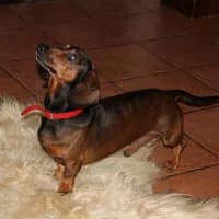 PREZES, Mixed Breed (Fundacja Głosem Zwierząt)