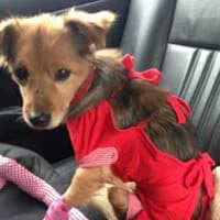SARUNIA, Mixed Breed (Fundacja Głosem Zwierząt)