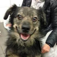 MIŚ, Mixed Breed (Fundacja Głosem Zwierząt)