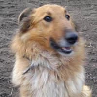 MEGA, Mixed Breed (Fundacja Głosem Zwierząt)