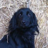 LUPI, Mixed Breed (Fundacja Głosem Zwierząt)