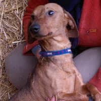 KLUSEK, Mixed Breed (Fundacja Głosem Zwierząt)