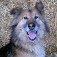 JUPA, Mixed Breed (Fundacja Głosem Zwierząt)