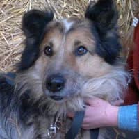 GRUJEC, Mixed Breed (Fundacja Głosem Zwierząt)