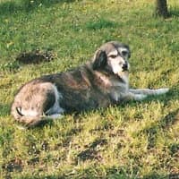 MOKKI, Mixed Breed (Fundacja Głosem Zwierząt)