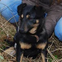 CASPER, Mixed Breed (Fundacja Głosem Zwierząt)