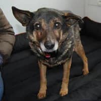 SAM, Mixed Breed (Fundacja Głosem Zwierząt)
