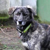 BOXS, Mixed Breed (Fundacja Głosem Zwierząt)