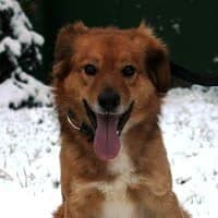 RUMCAJS, Mixed Breed (Fundacja Głosem Zwierząt)