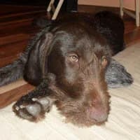 FJONA, Mixed Breed (Fundacja Głosem Zwierząt)