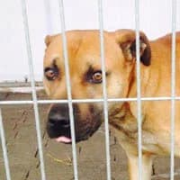 FREDZIO, Mixed Breed (Fundacja Głosem Zwierząt)